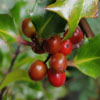 Ilex x meserveae Blue Angel ♀